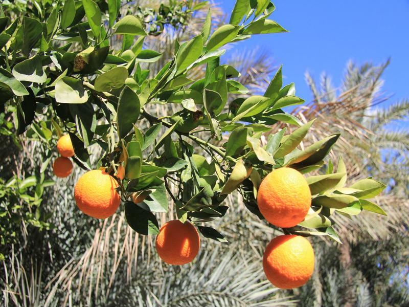 Jnane Tamsna Ξενοδοχείο Μαρακές Εξωτερικό φωτογραφία